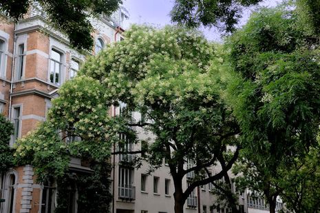 Sophora japonica, Schnurbaum