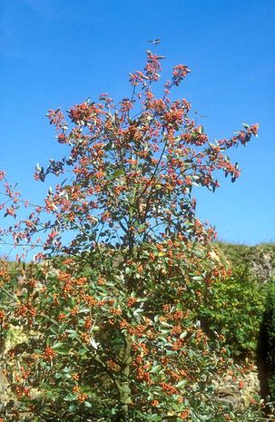 Sorbus aria, Mehlbeere