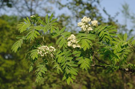 Sorbus domestica, Speierling