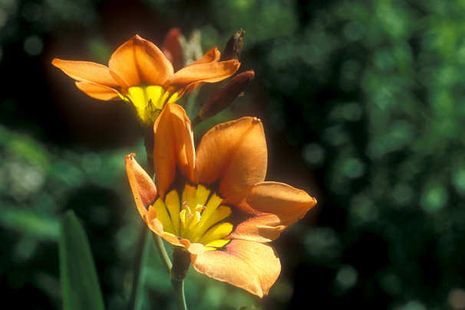 Sparaxis tricolor, Fransenschwertel, Frauenschwert, Zigeunerblume