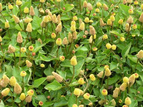 Spilanthes oleracea, Parakresse