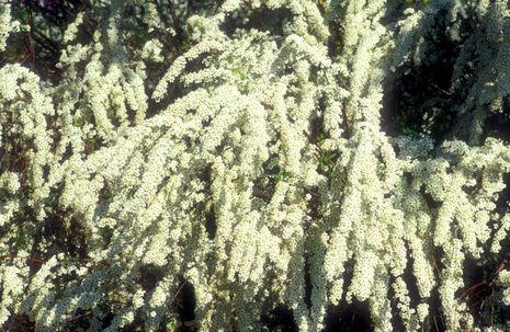 Spiraea arguta, Braut- oder Schneespiere