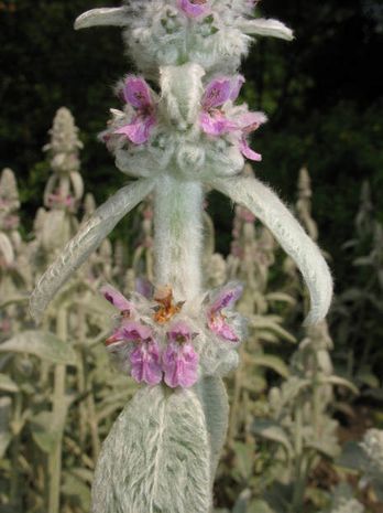 Stachys byzantina (lanata), Ziest