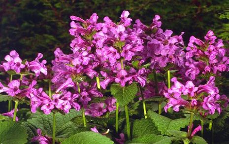 Stachys grandiflora, Ziest