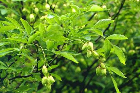 Staphylea pinnata, Wilde Pimpernuss