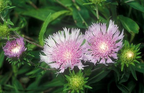 Stokesia laevis, Kornblumenaster