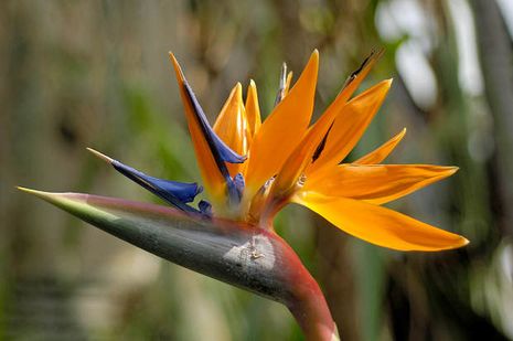 Strelitzia reginae, Paradiesvogelblume
