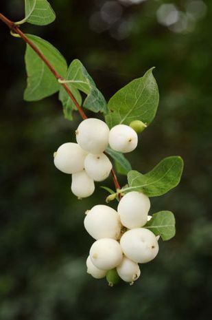 Symphoricarpos albus, Schneebeere