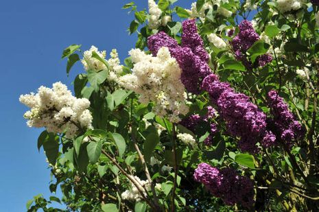 Syringa vulgaris, Flieder