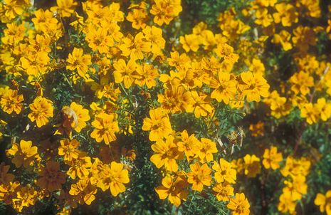 Tagetes, Studenten 