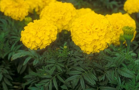 Tagetes erecta, Studenten