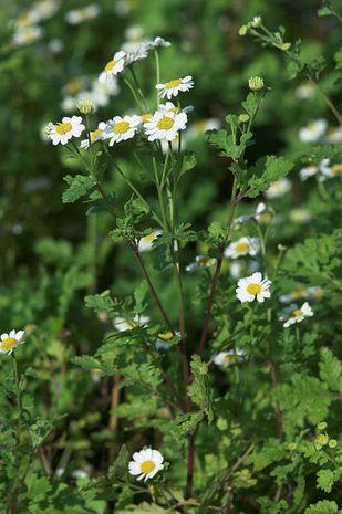 Tanacetum parthenium, Mutterkraut