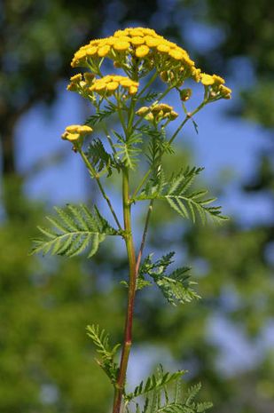 Tanacetum vulgare, Rainfarn