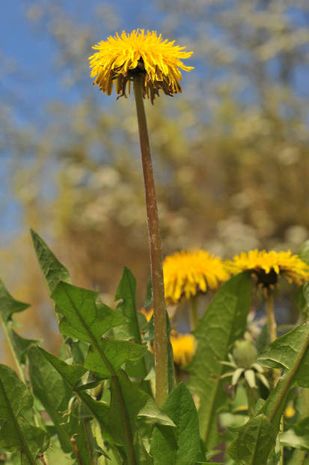 Taraxacum officinale, Löwenzahn