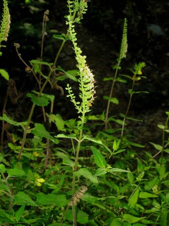 Teucrium scorodonia, Salbeigamander, Waldgamander