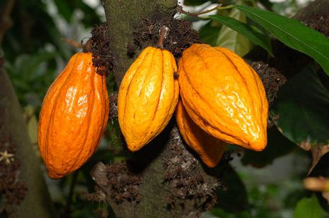 Theobroma cacao, Kakao