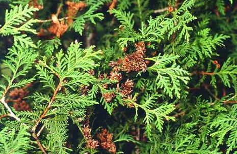 Thuja