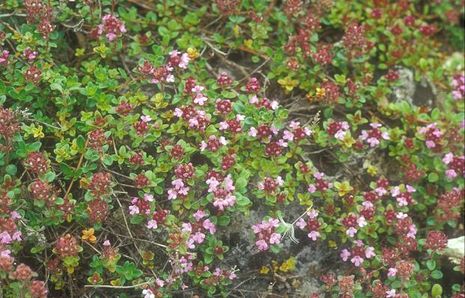 Thymus praecox, Thymian