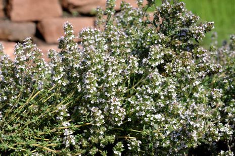 Thymus vulgaris, Thymian