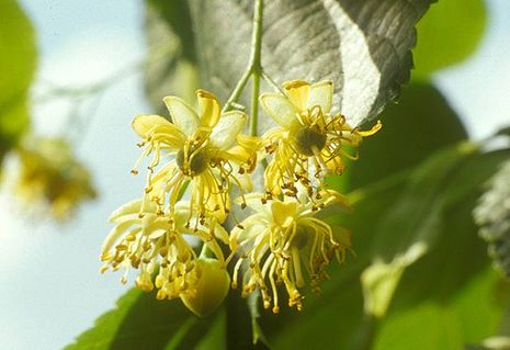 Tilia cordata, Linden