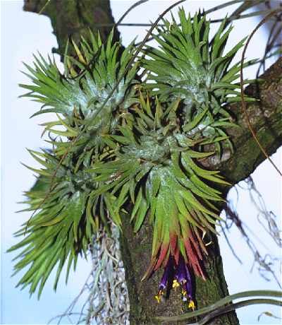 Tillandsia, Luftnelke