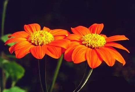 Tithonia rotundifolia, mexikanische Sonnenblume  