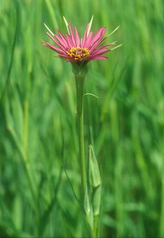 Tragopogon porrifolius, Haferwurzel