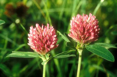 Trifolium pratense, Rotklee, Wiesenklee.  