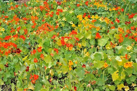 Tropaeolum majus, Große Kapuzinerkresse