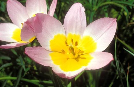 Tulipa bakeri Lilac Wonder, Tulpe 