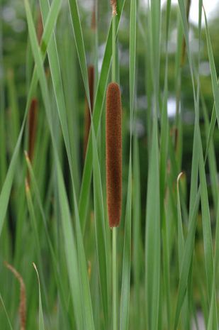 Typha angustifolia, Rohrkolben