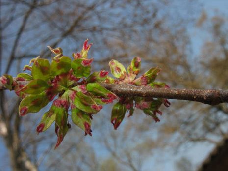 Ulmus glabra, Bergulme