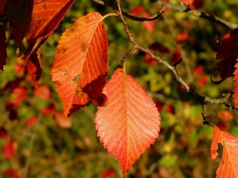 Ulmus minor, Feldulme