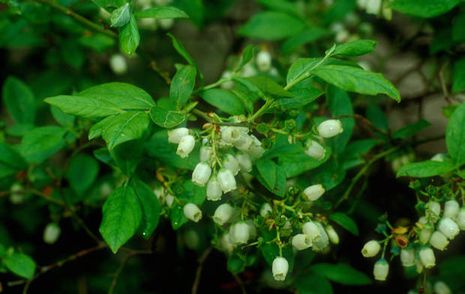 Heidelbeeren, amerikanisch [Vaccinium corymbosum] | Der Bio-Gärtner