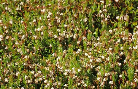 Vaccinium macrocarpon, Cranberry  