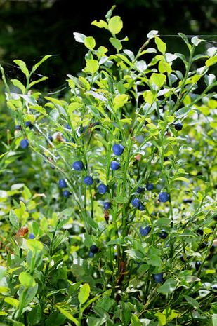 Vaccinium myrtillus, Waldheidelbeere