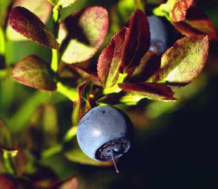 Vaccinium myrtillus, Heidelbeeren