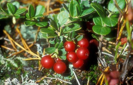 Vaccinium vitis-idaea, Preiselbeeren