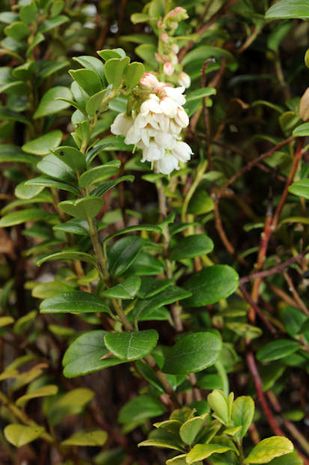 Vaccinium vitis-idaea, Preiselbeeren