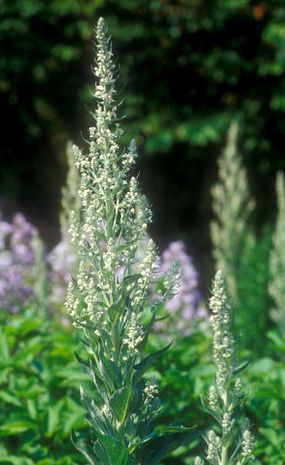 Verbascum chaixii, französische Königskerze