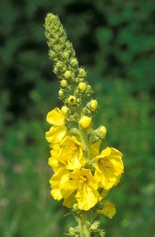 Verbascum densiflorum, Großblütige Wollblume