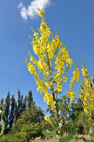 Verbascum nigrum, schwarze Königskerze