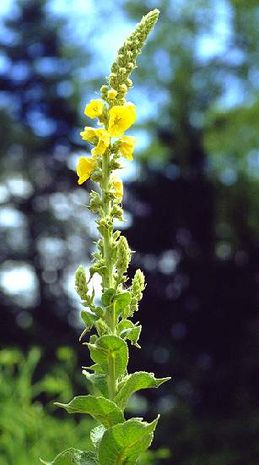 Verbascum phlomoides, filzige Wollblume/ Königskerze