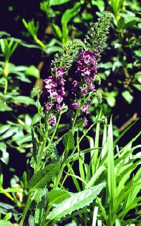 Verbascum phoeniceum, Königskerze