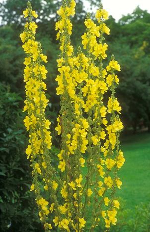 Verbascum thapsus, Königskerze