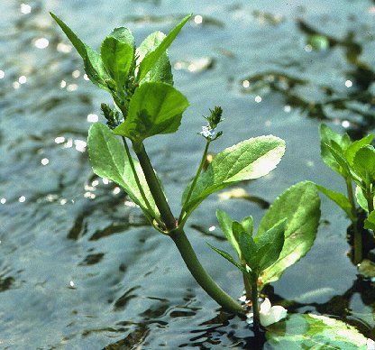 Veronica beccabunga, Bachbunge