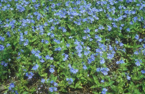 Veronica filiformis, Ehrenpreis