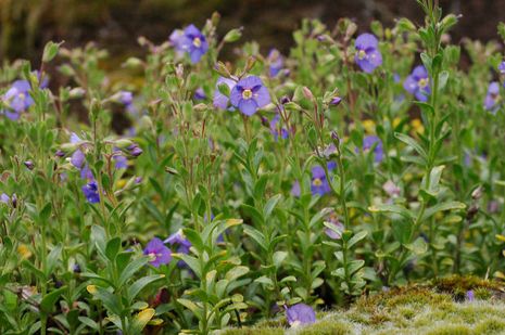 Veronica fruticans, Ehrenpreis