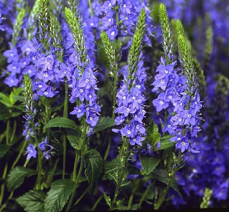 Veronica fruticulosa, Ehrenpreis