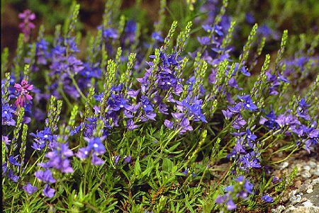 Veronica prostata, Ehrenpreis